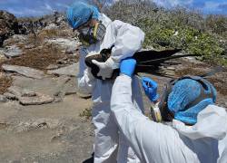 Fotografía cedida por el Parque Nacional Galápagos, donde se observa a un equipo de técnicos mientras examinan a una especie, el 18 de septiembre, en la isla Genovesa.