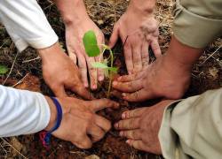 En total fueron sembrados 1435 árboles de especies nativas en el Bosque Protector Bosqueira, al norte de Guayaquil.