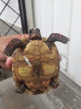 $!Las tortugas de patas rojas son nativas de otras naciones del continente.