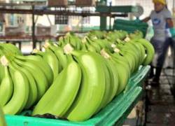 El funguicida permite controlar el complejo de hongos causantes de moho y pudrición en la corona del banano.