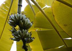 Ecuador confirma primer brote del Hongo Fusarium Raza 4 en plantaciones bananeras