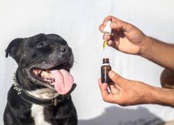 CBD, Cannabis medicinal para los dolores de nuestras mascotas