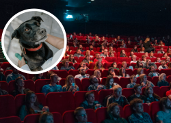 Fotografía referencial de una sala de cine llena y un perrito que acaba de conocer a su nueva familia.