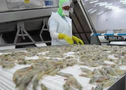 Las bandas transportadoras de las plantas procesadoras de camarón deben seguir normas internacionales como las de la FDA, USDA y NSF.