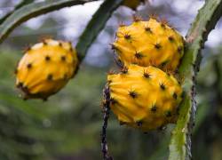 La pitahaya ecuatoriana llega a 61 mercados internacionales.