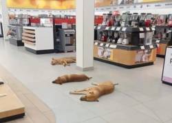 Tienda en México abre sus puertas a perros sin hogar para que se refresquen ante la ola de calor
