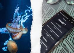 Fotografías referenciales.