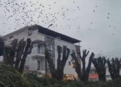 Captura de video que muestra los árboles ficus sin hojas ni la mayoría de sus ramas.