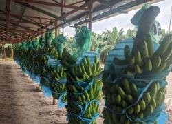 Noboa incluyó artículo sobre la revisión del precio mínimo del banano y del plátano.