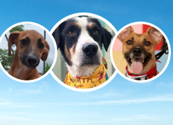Fotografías de Pasto (C), Ariel (I) y Rino (D), tres de los perritos a los que ciudadanos podrán darle la bienvenida en su hogar.
