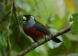 Un ejemplar de los 418 tipos de aves que están protegidos dentro de los confines de la reserva Mashpi.