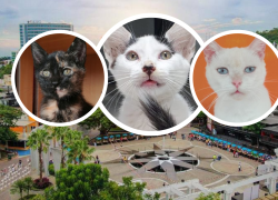 De izquierda a derecha, Lucecita, Bigotes y Mamina, 3 de más de 20 gatos que estarán en adopción.