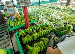Las exportaciones de banano ecuatoriano aumentaron significativamente a la Unión Europea y Estados Unidos, en enero de 2023.