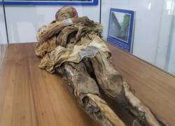 De 156 centímetros, con ancho de tórax de 36 centímetros y cabeza de 32 centímetros, la momia fue hallada en 1949.