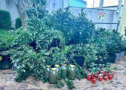 Marihuana encontrada en una vivienda del norte de Quito.