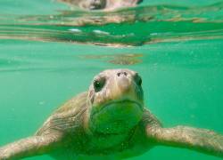 En la imagen una tortuga marina.