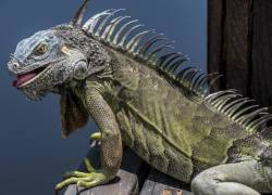 Las iguanas protagonizan un extraño fenómeno