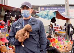 Rescatan cachorros comercializados ilegalmente en el mercado Las Cuadras, en Quito