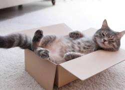 Aprende cómo cuidar a nuestros gatitos