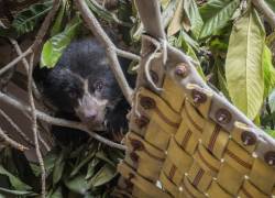 Fotografía de una pequeña osezna que permanece bajo el cuidado del Zoológico de Quito desde mediados de marzo.