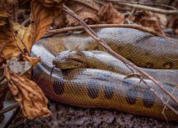 Fotografía referencial de una anaconda silvestre.