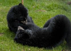 Sisa y Chuquiragua, ambas rescatadas de contextos de maltrato en distintas provincias, juegan bajo vigilancia de expertos en el Zoológico de Quito.