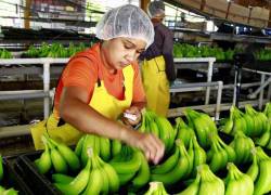 La exportación de banano ecuatoriano se ha reducido en ocho mercados. La competencia y el aumento en los costo de producción atenúan la situación.