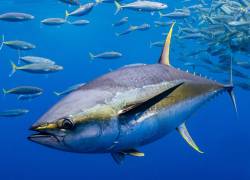 De enero a febrero del presente año, la flota ecuatoriana capturó 35.850 toneladas métricas de atún.