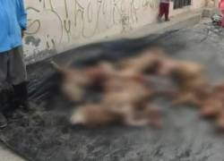 Habitantes de Cotopaxi piden ayuda para evitar la muerte de sus rebaños.