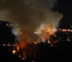 Fotografía que muestra vegetación consumida por las llamas por el incendio en La Vicentina.
