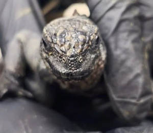 Tres extranjeros condenados a cuatro años de cárcel por intentar sacar 12 iguanas de Galápagos desde Guayaquil