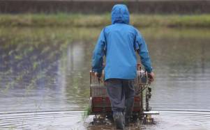 Agricultor en cultivo de arroz.