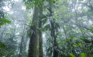 Toma que muestra parte del bosque en la provincia costera de Esmeraldas, fronteriza con Colombia.