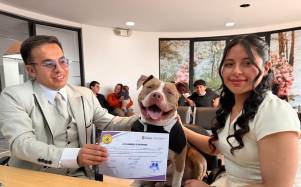Bodas 'Pet Friendly' en Ecuador: Lucas, el perrito que fue 'testigo' de un matrimonio en Cuenca