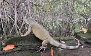 Iguanas en manglares de la ciudad de Guayaquil.