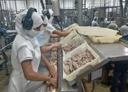 Ecuador descargó y procesó 691.214 toneladas de atún, destinando más de 350.000 toneladas al exterior.