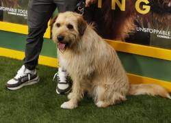 El actor estadounidense Mark Wahlberg con el perro Ukai asiste a la proyección especial de Arthur The King y al evento de adopción de mascotas en el AMC Century City Cinema de Los Ángeles el 19 de febrero de 2024.