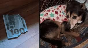Un perro que come dinero se vuelve viral en TikTok