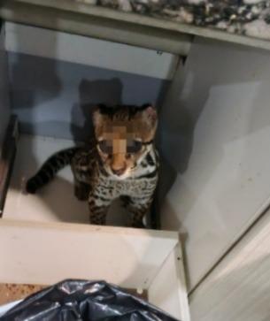 $!El tigrillo fue rescatado en el operativo.