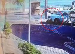 Atropellan a lobo marino en la Isla San Cristóbal de Galápagos