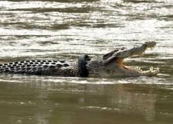 Cocodrilo con una llanta de motocicleta alrededor del cuello en un río en Palu, Sulawesi central, en diciembre de 2020.