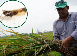 Los factores que influyen en la aparición de la sogata son las altas temperaturas, la escases de lluvias y la siembra de variedades susceptibles.