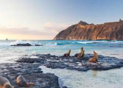 Fotografía de lobos marinos reposando en la costa de una de las islas de Galápagos.
