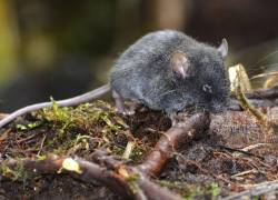 Descubrieron en Ecuador cinco nuevas especies de ratones.