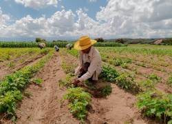 El sector agropecuario aporta el 7,7 por ciento al Producto Interno Bruto del país y es parte fundamental de la seguridad alimentaria