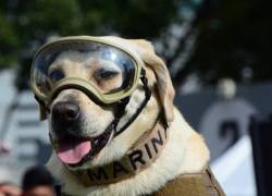 Frida se convirtió en un símbolo del rescate en la región.