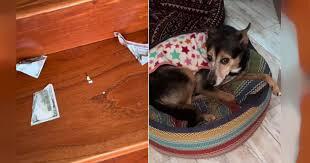 $!Un perro que come dinero se vuelve viral en TikTok