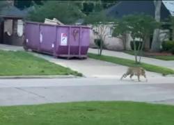 Capturan en EEUU a un tigre de Bengala que deambulaba por un barrio