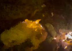 El perrito lucha por su vida.