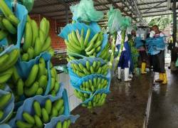 Bananeros de Ecuador piden auxilio ante colapso de ventas a Rusia y Ucrania